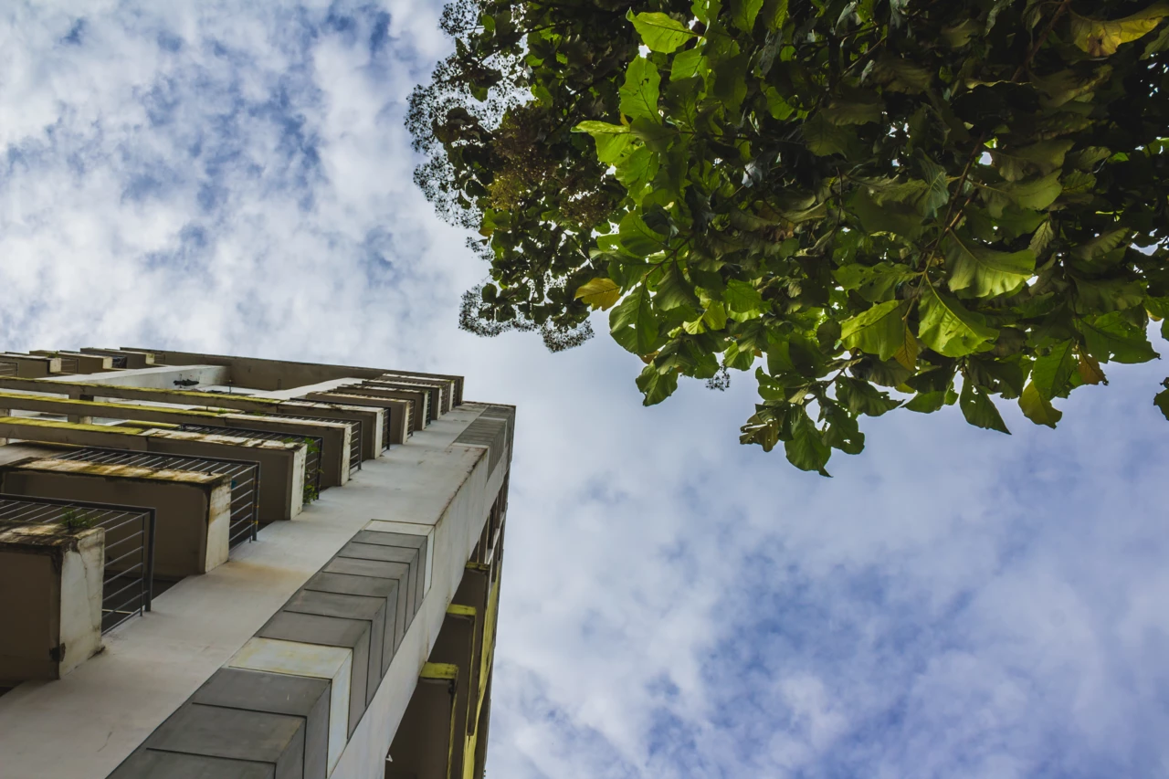 tall-skyscraper-tree (1)